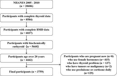 T4 rather than TSH correlates with BMD among euthyroid adults